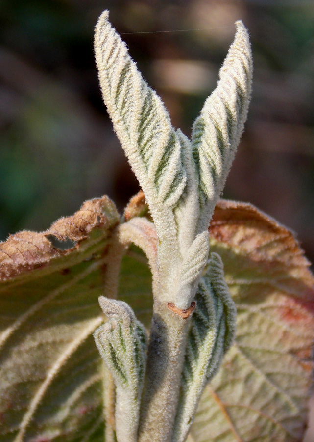 Image of Viburnum lantana specimen.