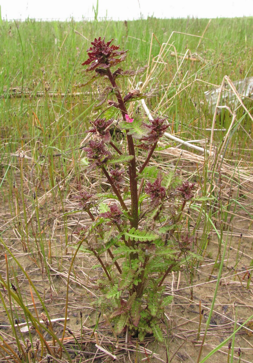 Image of Pedicularis palustris specimen.