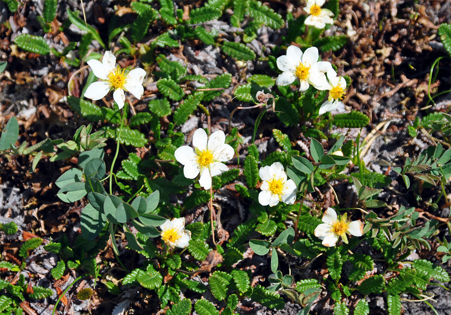 Image of genus Dryas specimen.