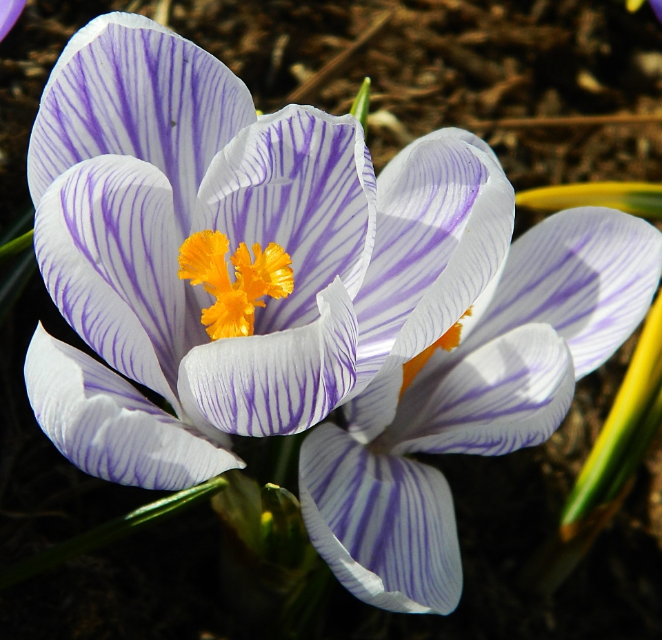 Image of Crocus vernus specimen.