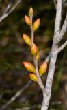 Hakea bucculenta. Веточка с генеративными почками. Израиль, Шарон, пос. Кфар Монаш, ботанический сад \"Хават Ганой\". 15.12.2015.