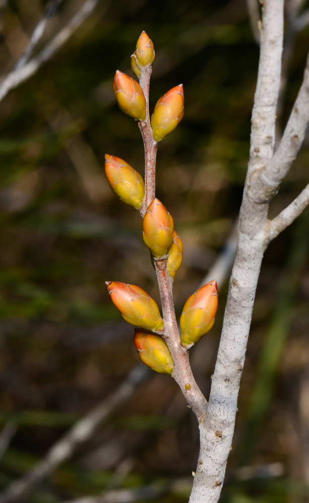 Image of Hakea bucculenta specimen.