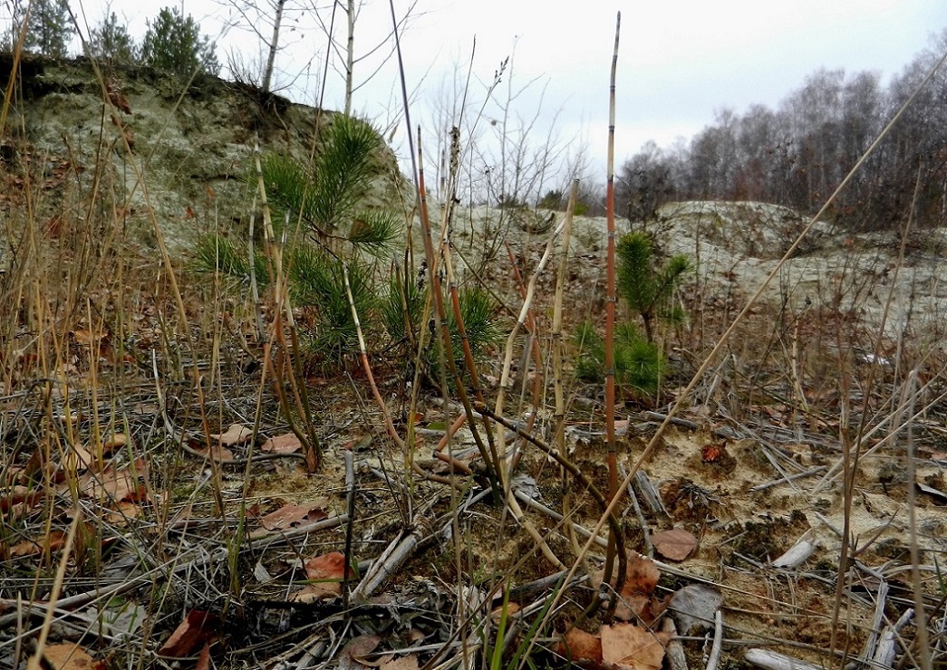 Изображение особи Equisetum hyemale.