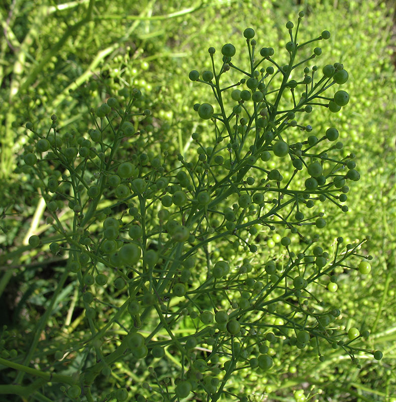 Image of Crambe tataria specimen.