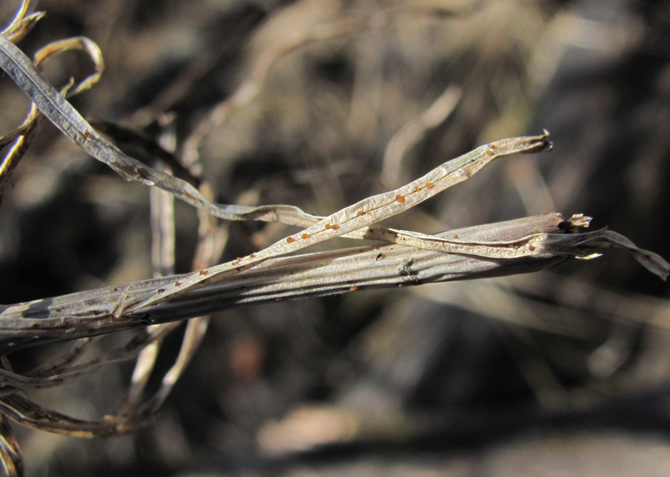 Image of Equisetum arvense specimen.