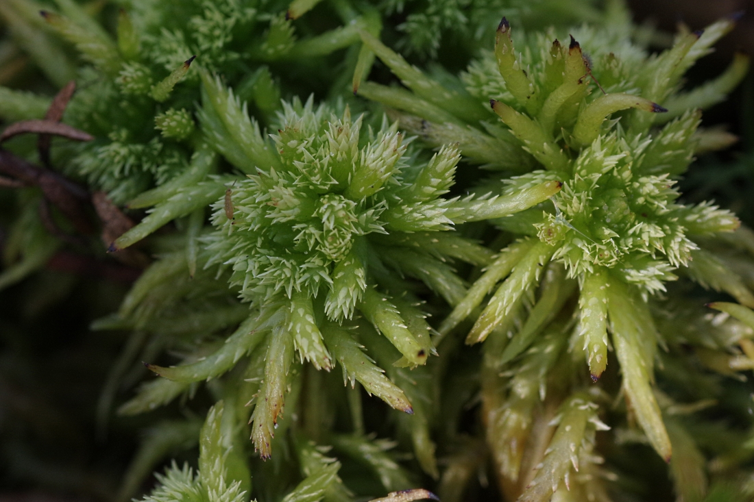 Image of Sphagnum squarrosum specimen.