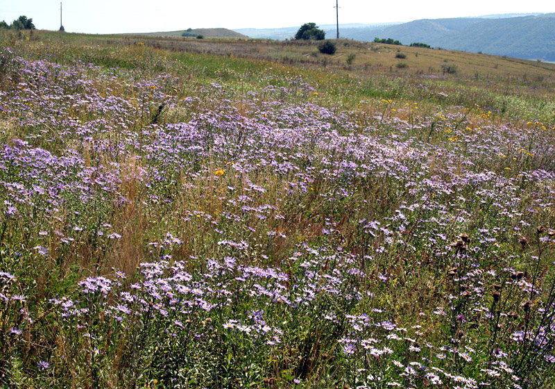 Image of Aster amellus specimen.