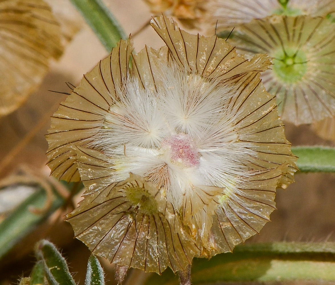 Image of Lomelosia porphyroneura specimen.