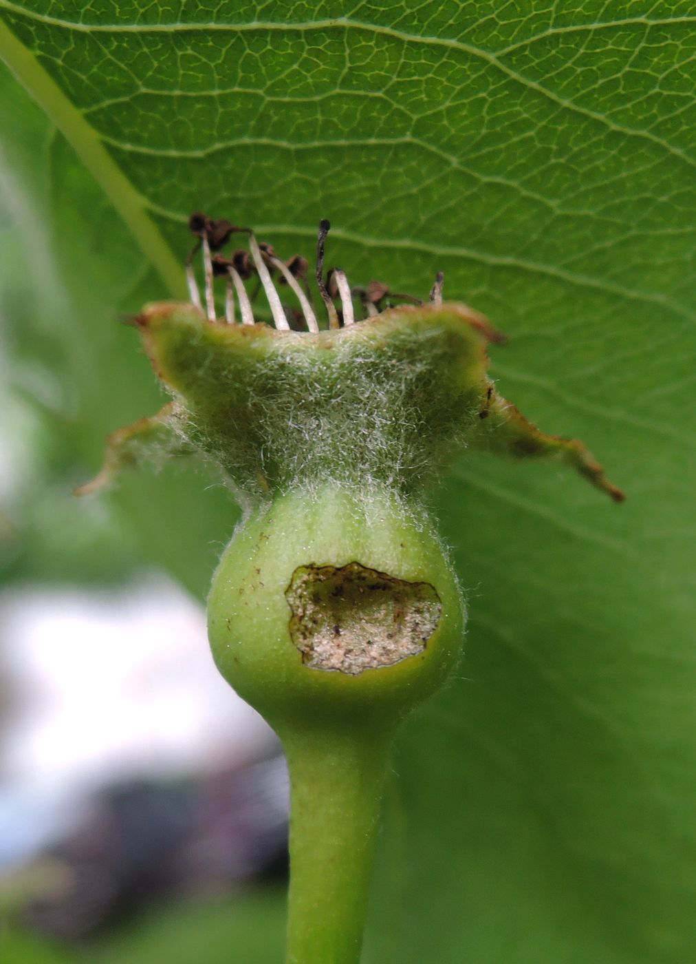 Image of Pyrus communis specimen.