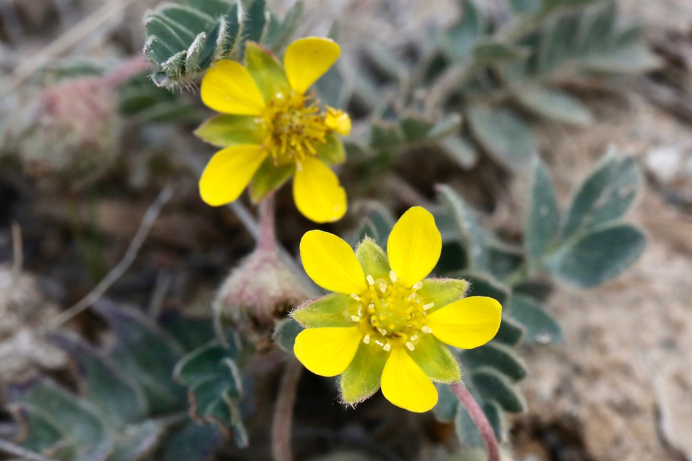 Image of Potentilla moorcroftii specimen.