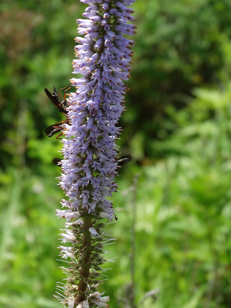 Image of Veronicastrum sibiricum specimen.