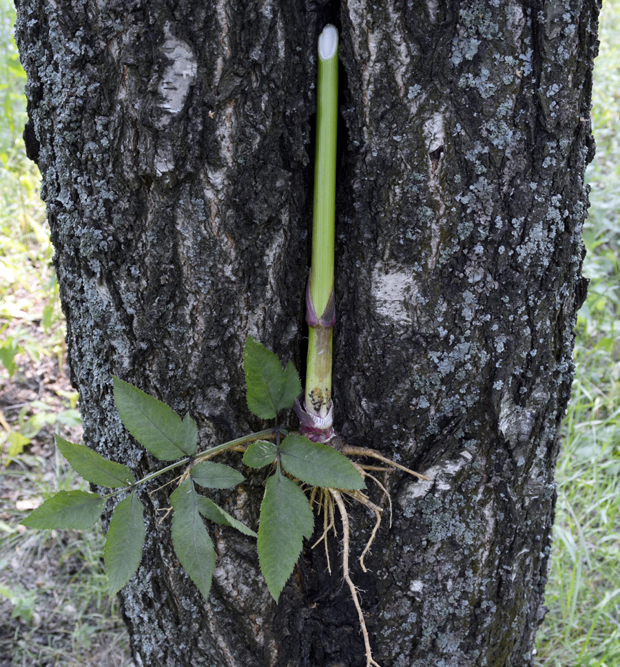 Image of Angelica sylvestris specimen.