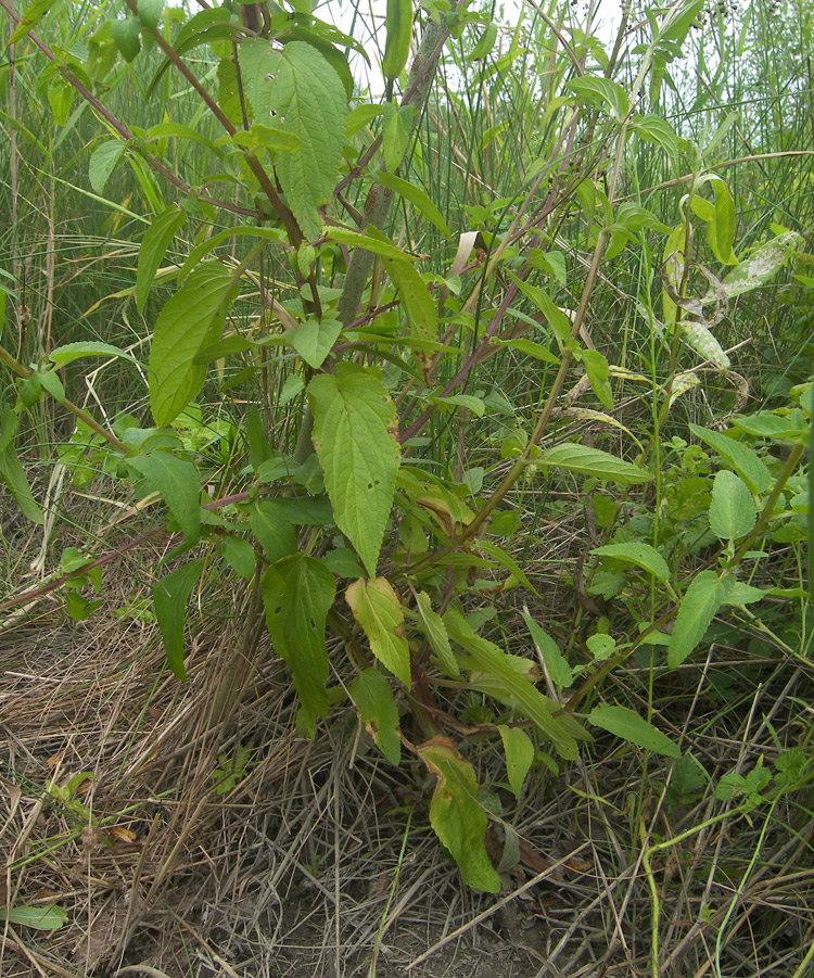 Image of Scrophularia umbrosa specimen.