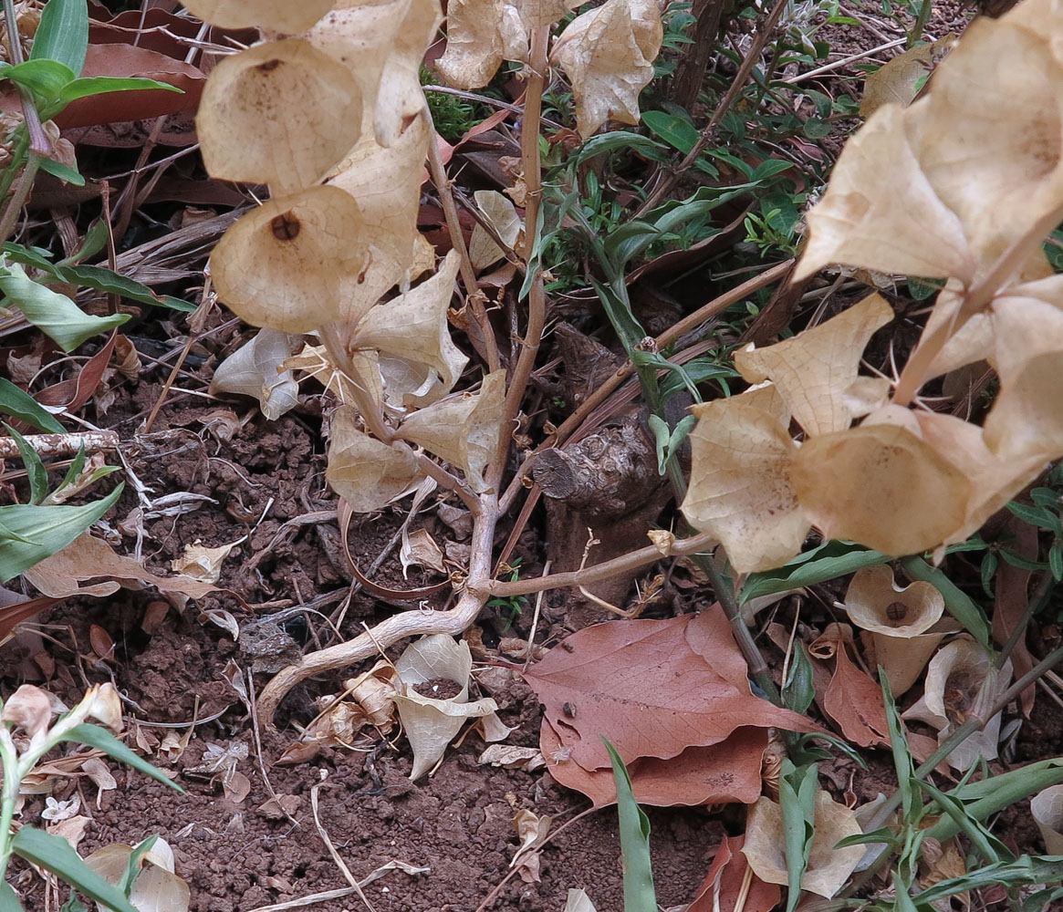 Image of Moluccella laevis specimen.