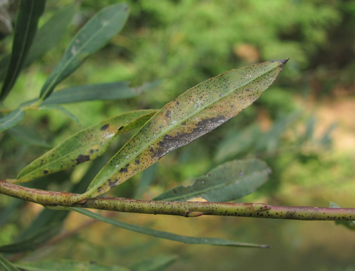 Image of Salix elbursensis specimen.