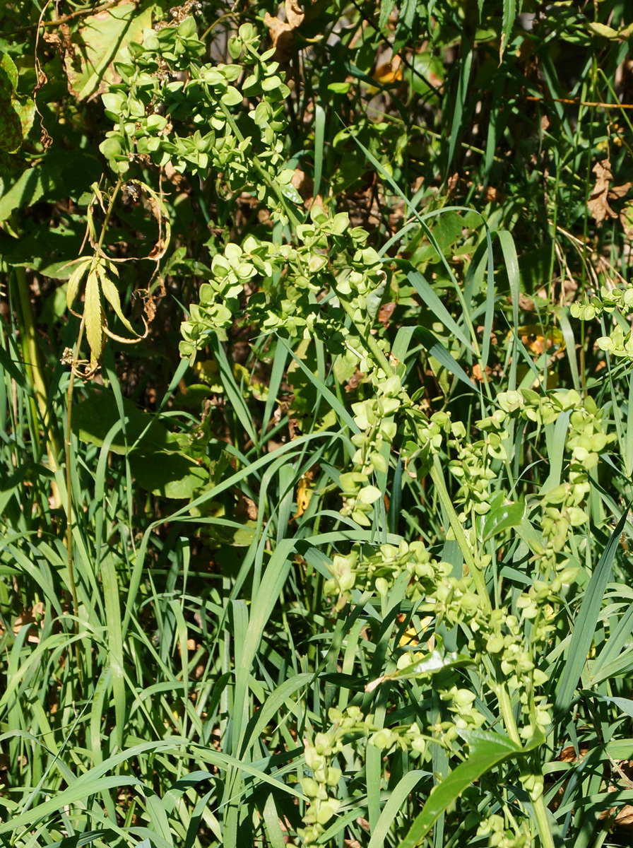 Image of Atriplex sagittata specimen.