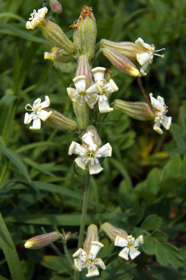 Image of Silene amoena specimen.