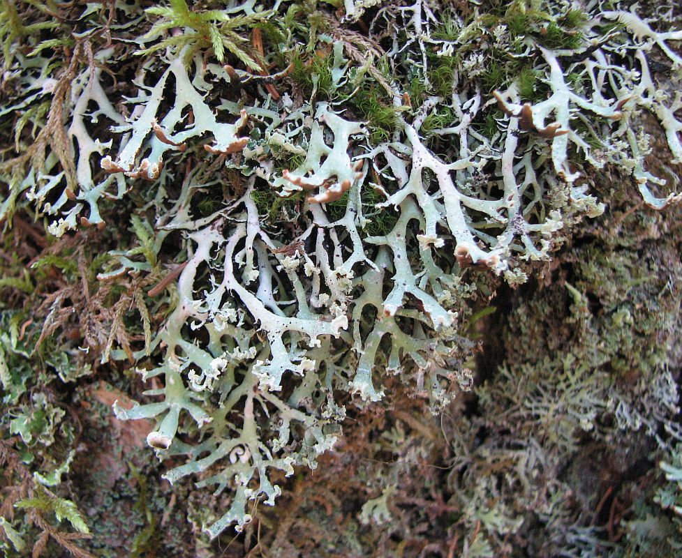 Image of Hypogymnia vittata specimen.