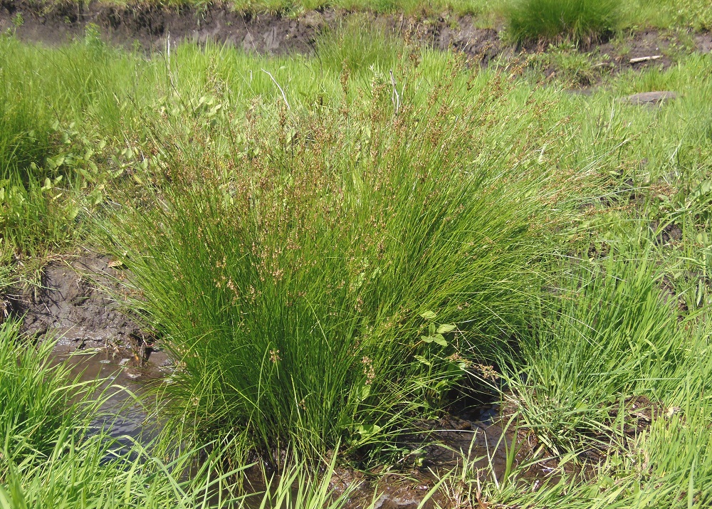 Image of Juncus compressus specimen.