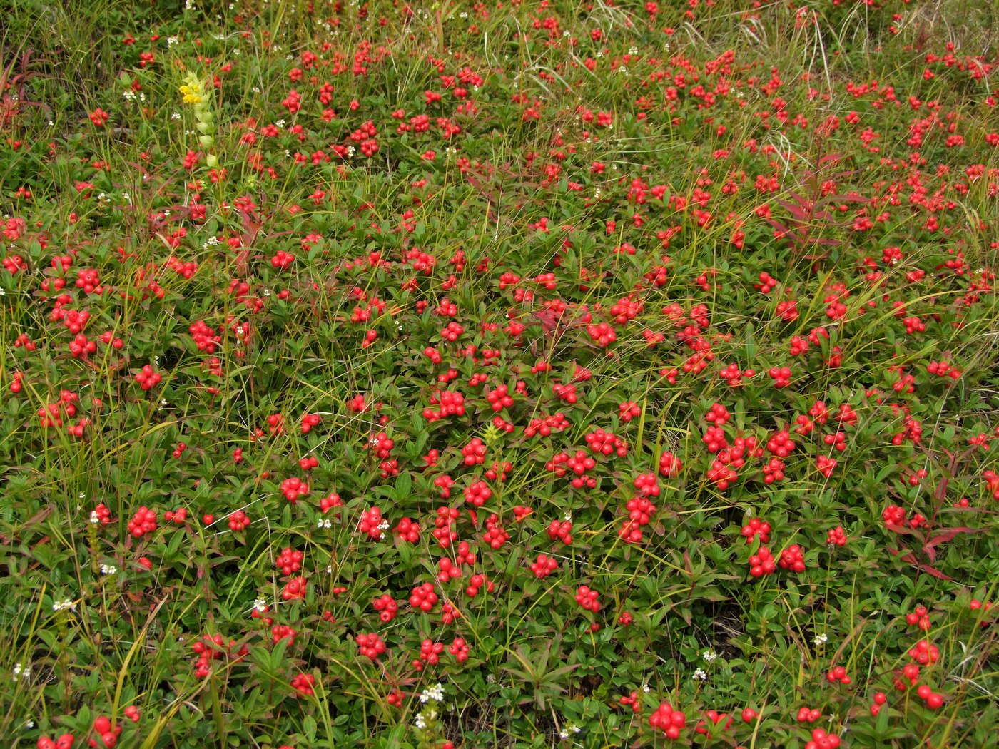 Изображение особи Chamaepericlymenum suecicum.