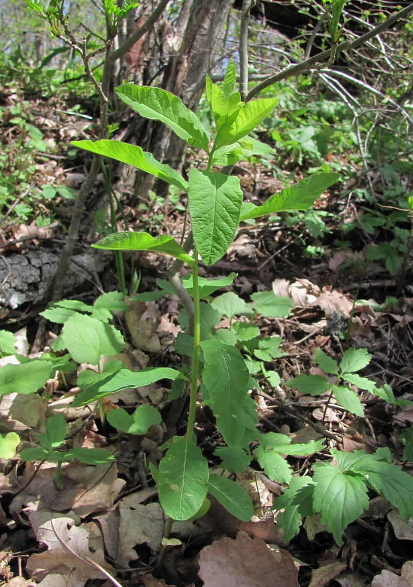 Image of Euphorbia squamosa specimen.