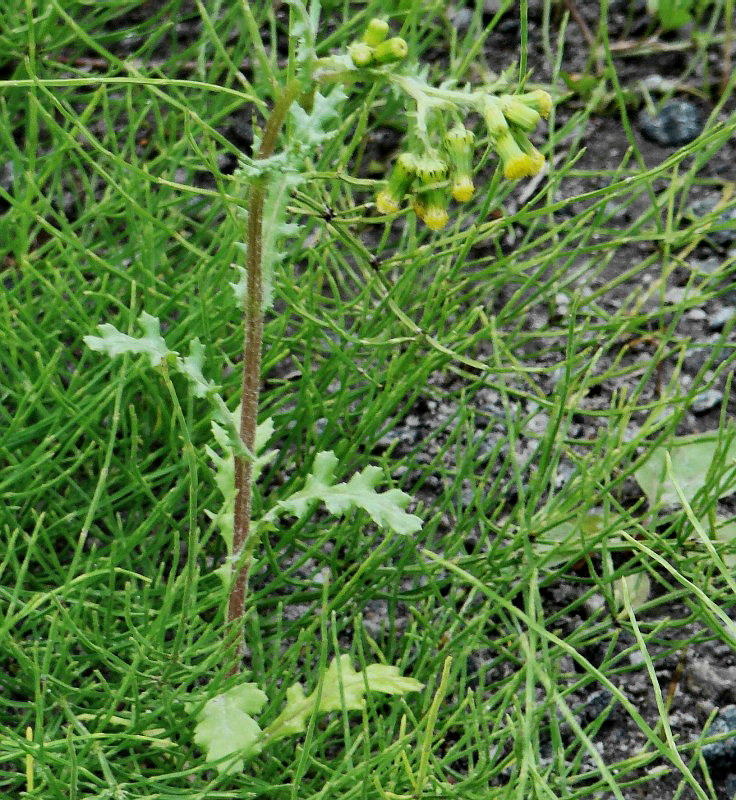 Изображение особи Senecio vulgaris.