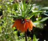 Fritillaria imperialis. Верхушка цветущего растения. Московская обл., Раменский р-н, окр. дер. Хрипань, садовый участок. 05.05.2017.