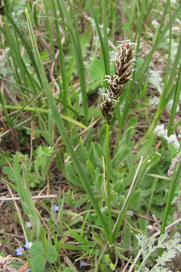 Image of Carex divisa specimen.