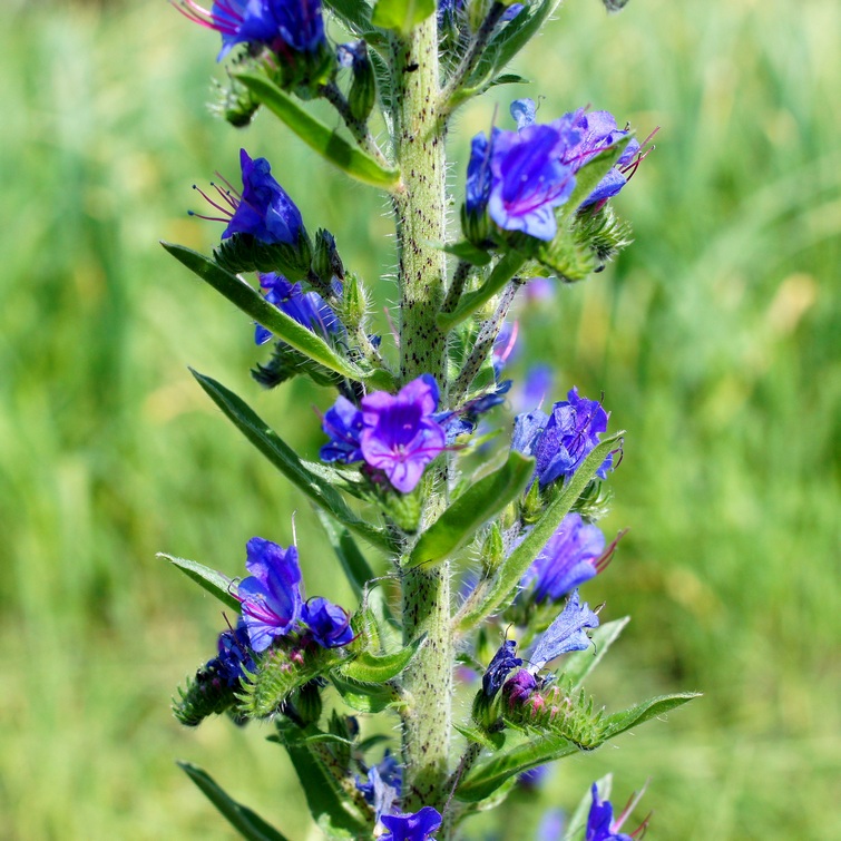 Image of Echium vulgare specimen.