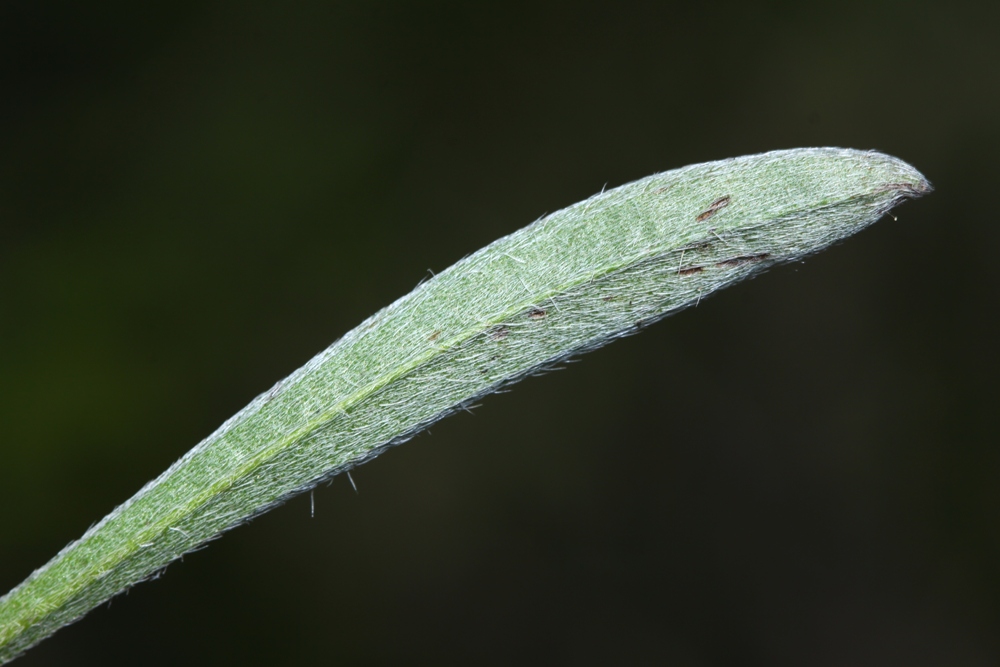 Изображение особи Eritrichium sichotense.