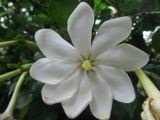 Gardenia thunbergia. Цветок. Австралия, г. Брисбен, ботанический сад. 16.01.2016.