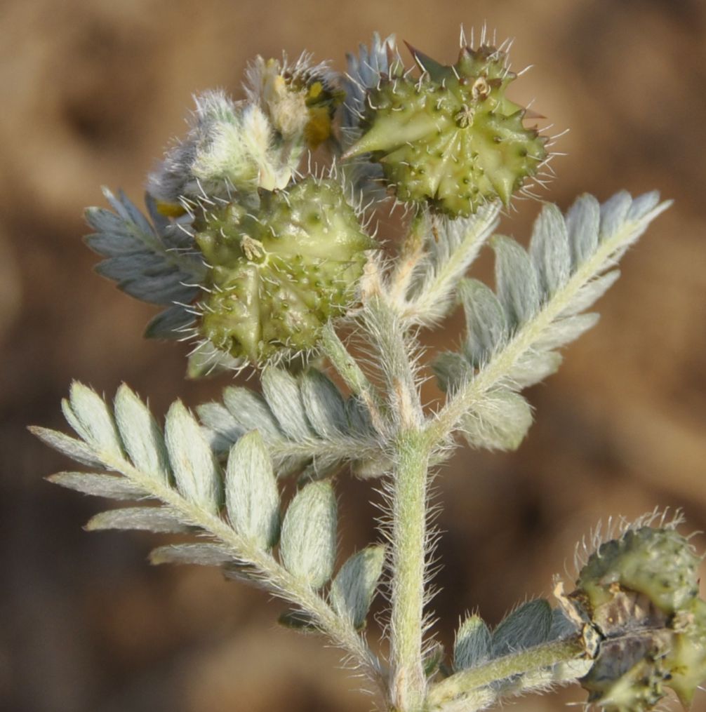 Image of Tribulus terrestris specimen.