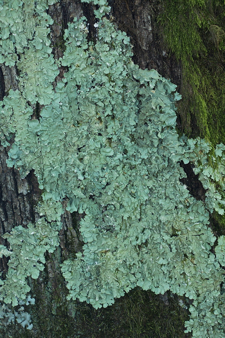 Image of Flavoparmelia caperata specimen.