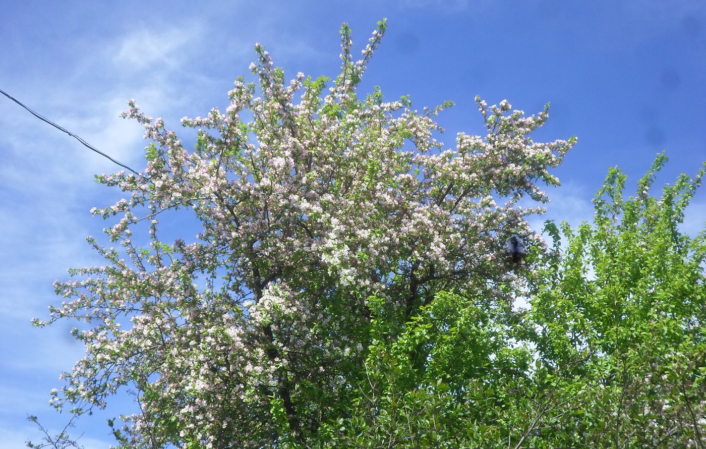 Image of Malus domestica specimen.