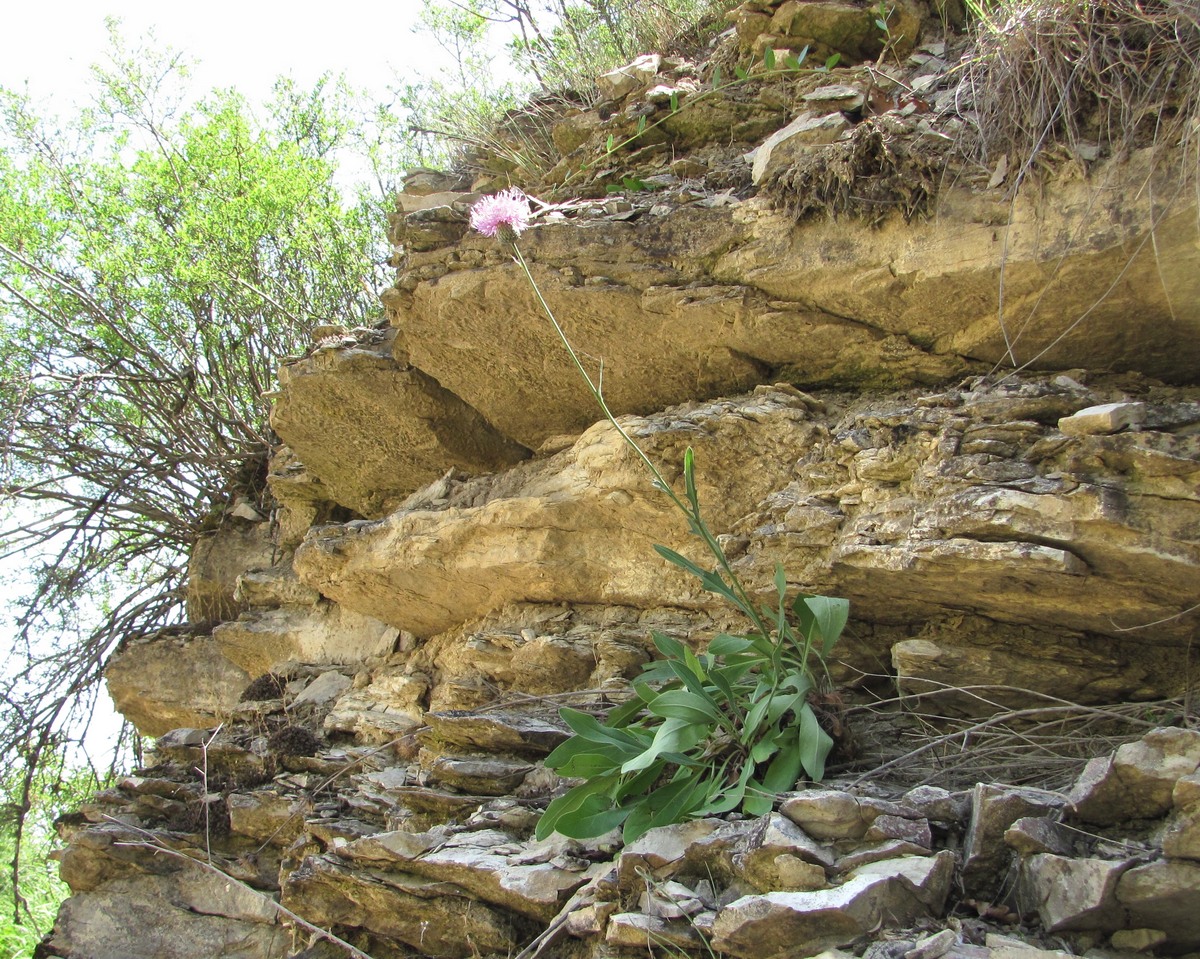 Image of Klasea haussknechtii specimen.