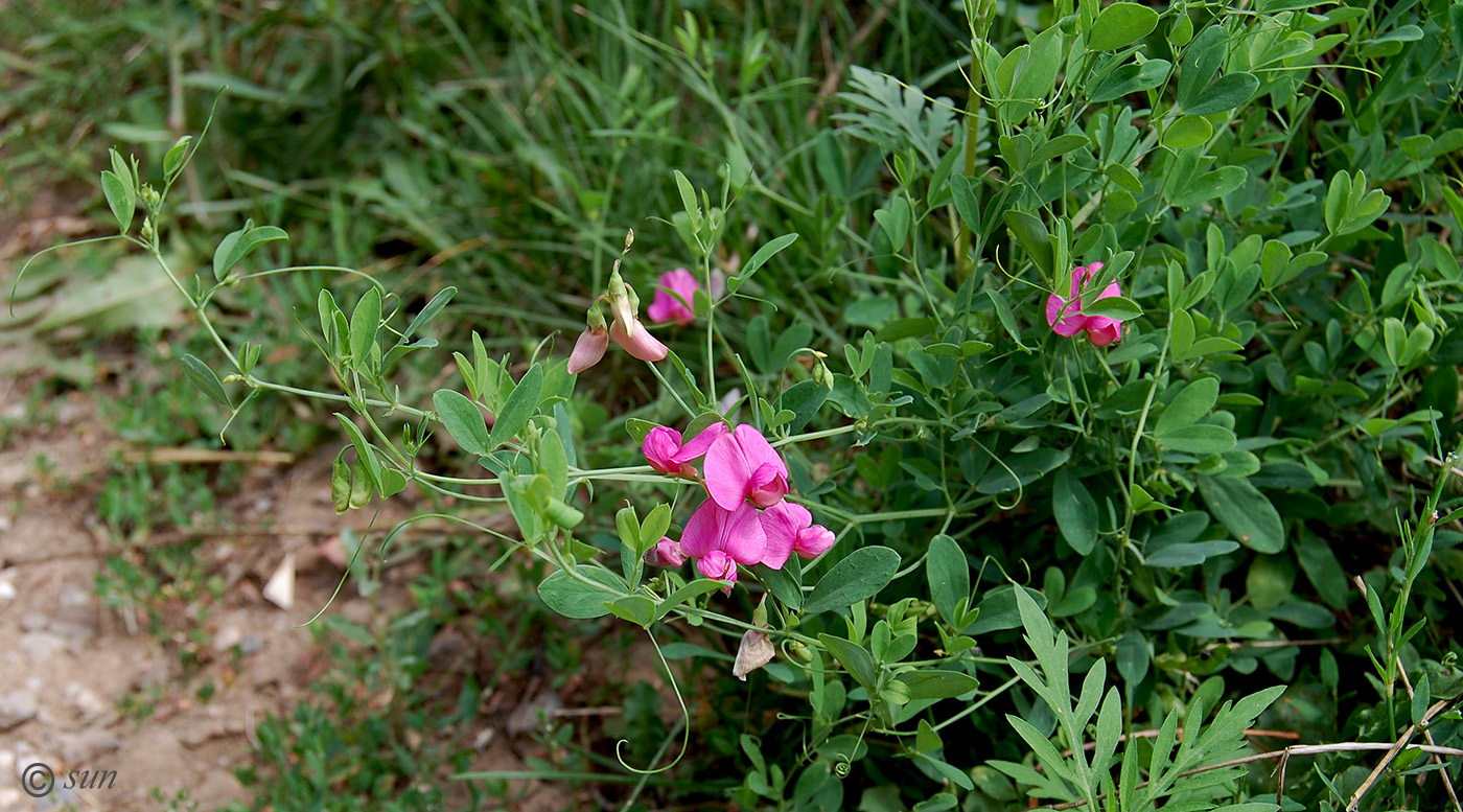 Изображение особи Lathyrus tuberosus.