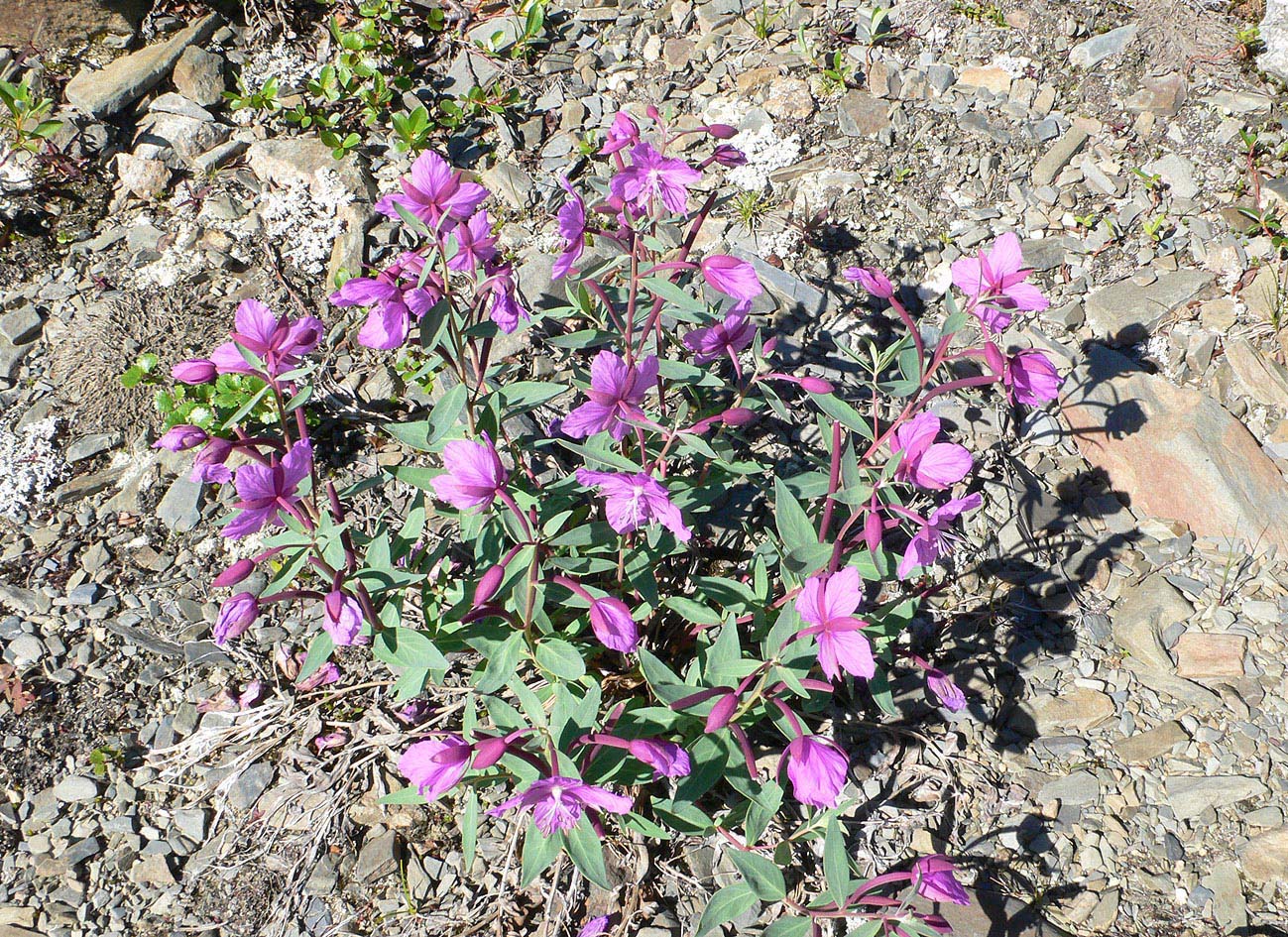 Image of Chamaenerion latifolium specimen.