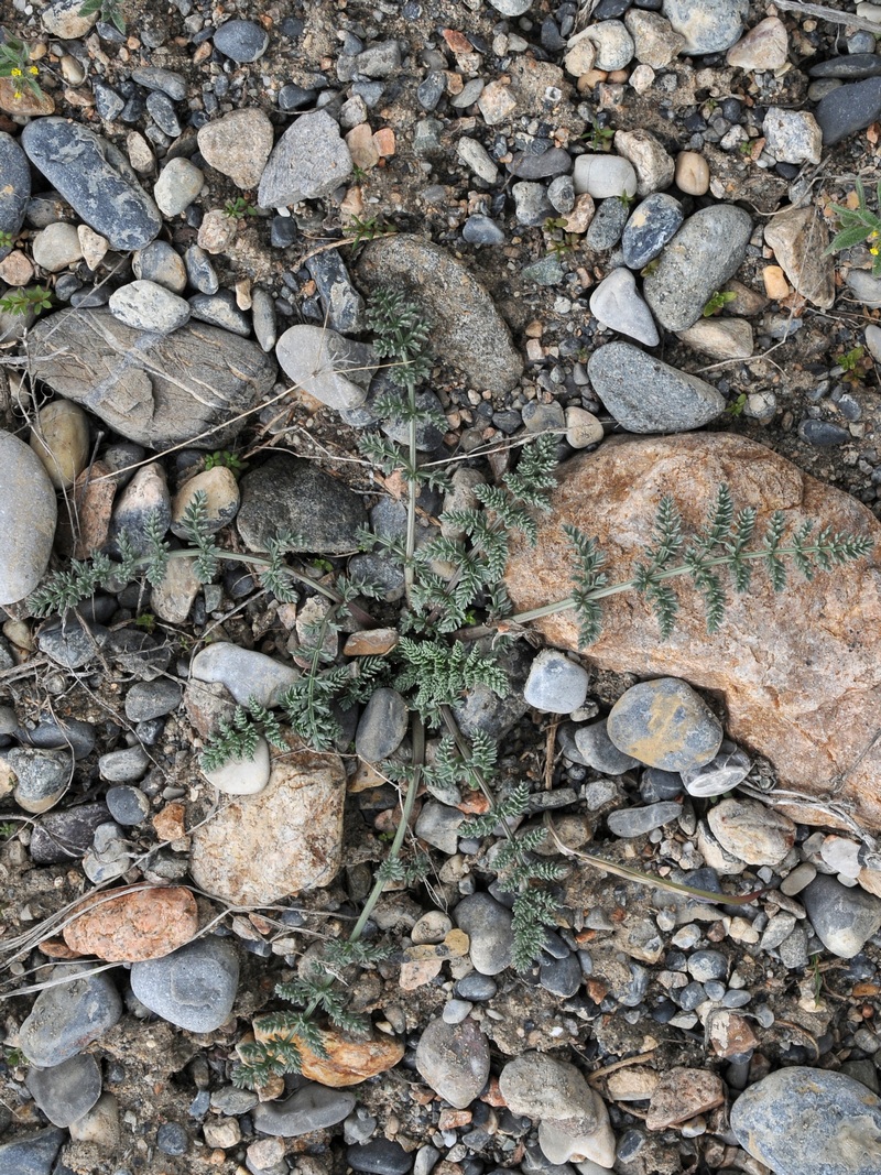 Image of Schrenkia turkestanica specimen.