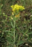 Alyssum iljinskae. Верхушка цветущего растения. Украина, Тернопольская обл., Кременецкий р-н, национальный парк \"Кременецкие горы\", скальное обнажение. 26 июня 2010 г.