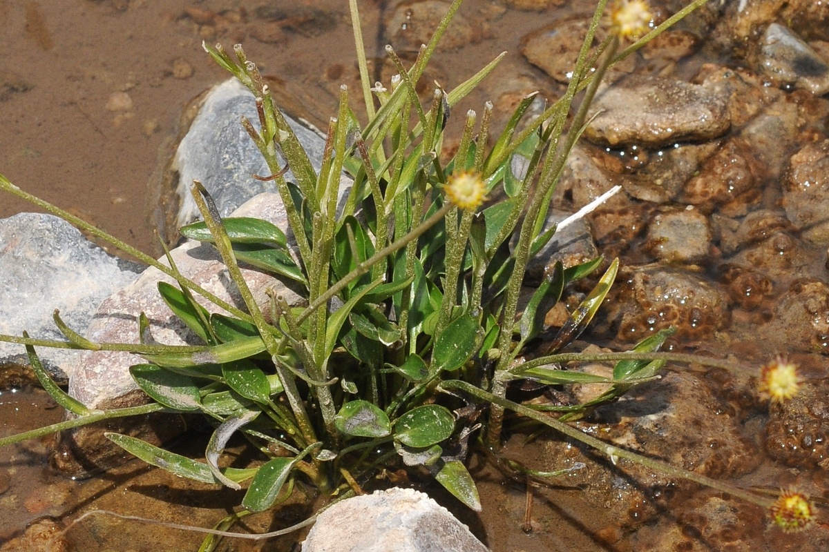 Image of Ranunculus longicaulis var. pseudohirculus specimen.