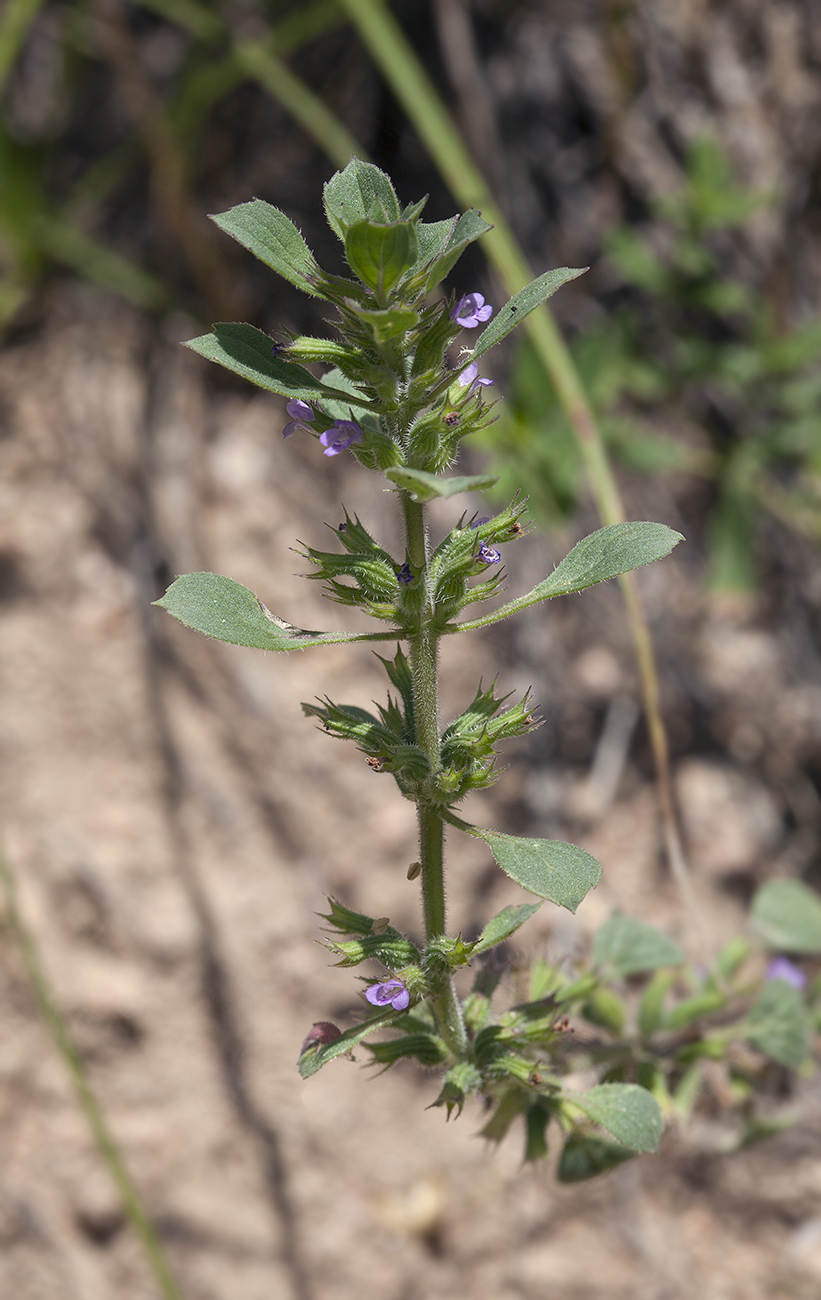 Image of Ziziphora graveolens specimen.