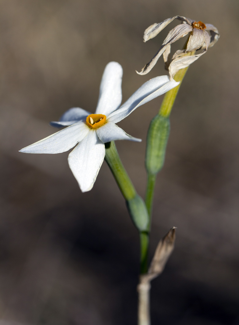 Изображение особи Narcissus obsoletus.