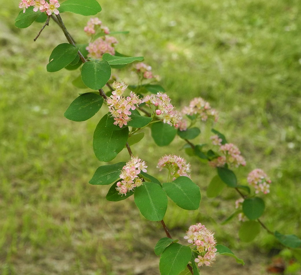 Image of Cotoneaster roseus specimen.