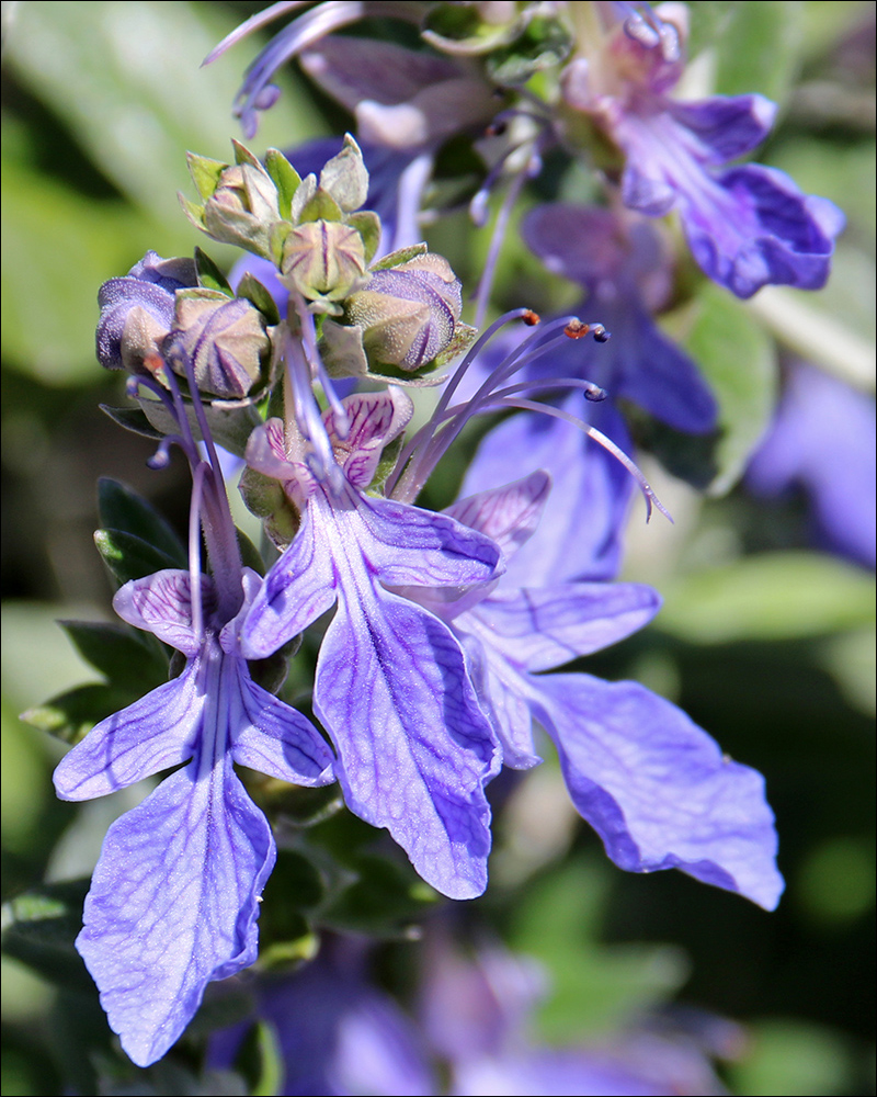 Изображение особи Teucrium fruticans.