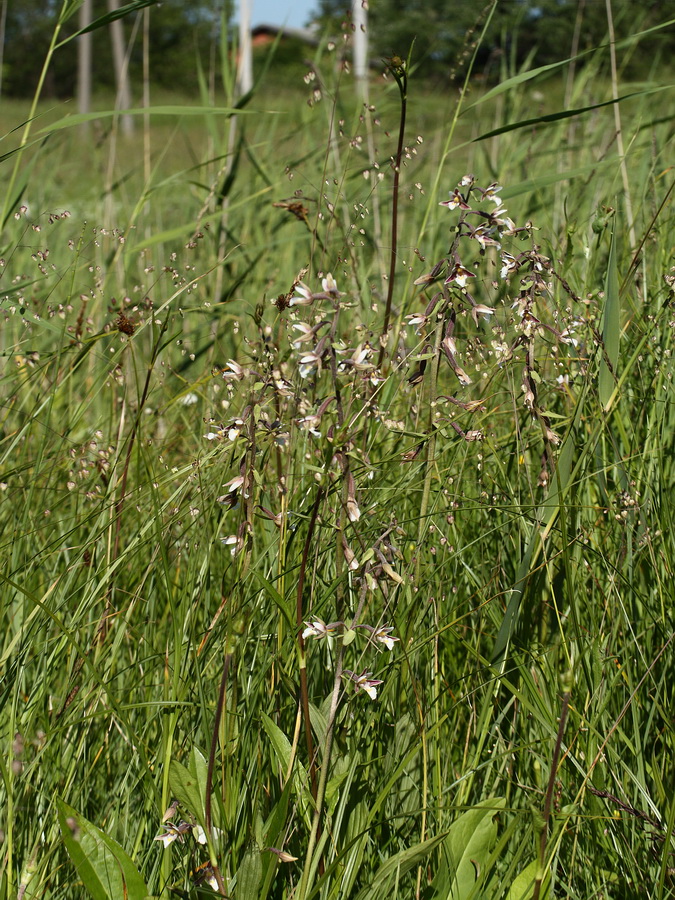 Изображение особи Epipactis palustris.