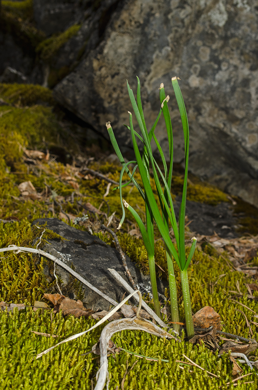 Image of genus Allium specimen.