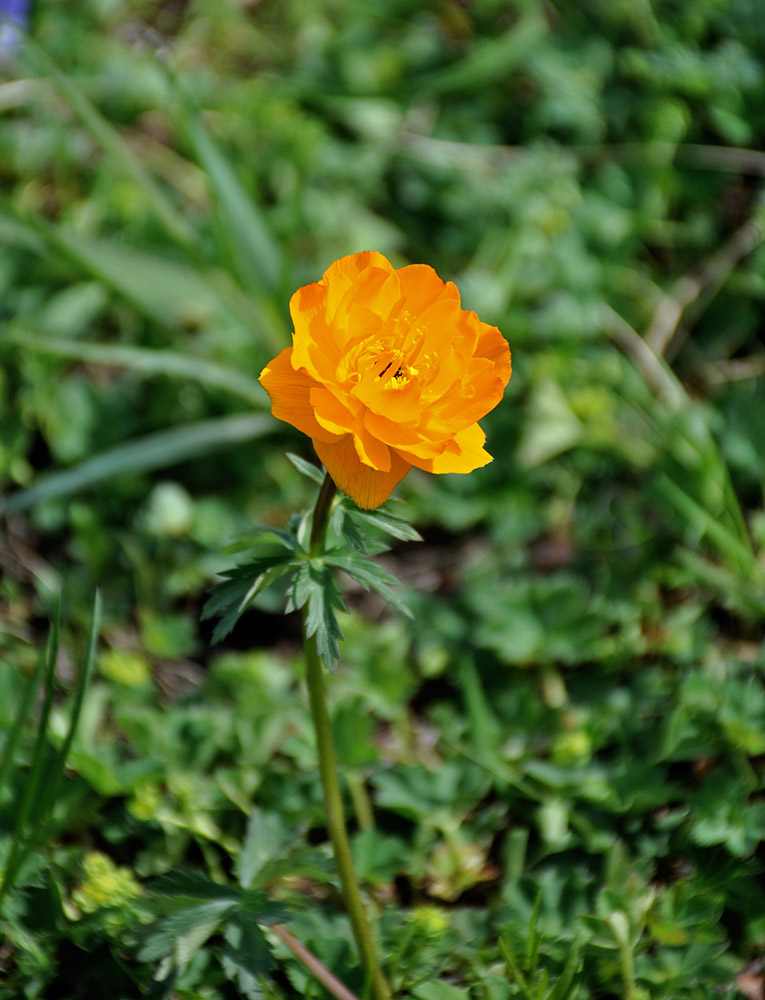 Image of Trollius altaicus specimen.