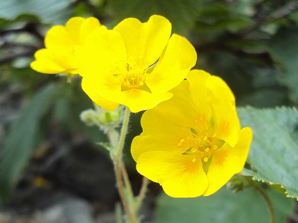 Image of Potentilla vulcanicola specimen.