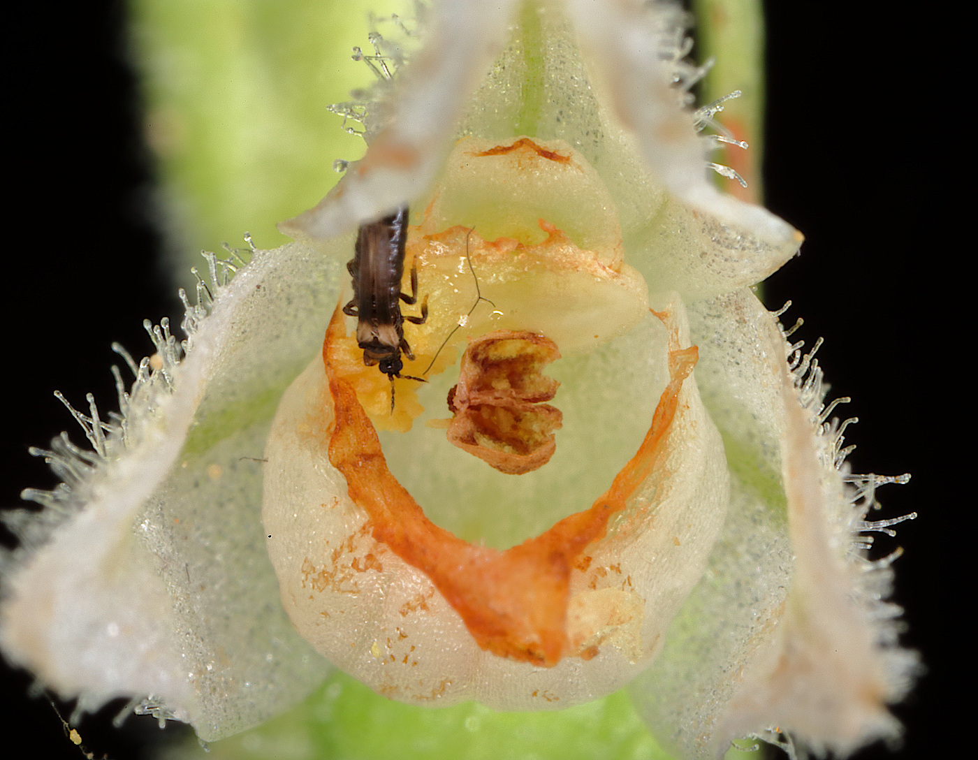 Image of Goodyera repens specimen.