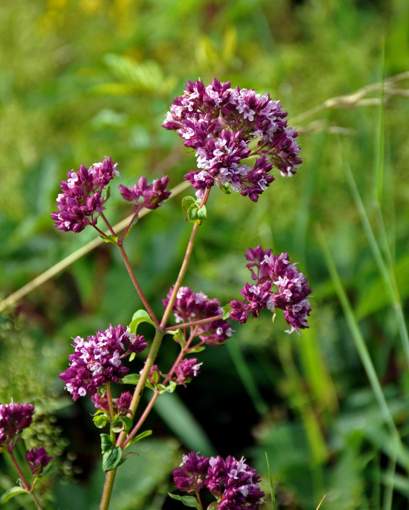 Изображение особи Origanum vulgare.